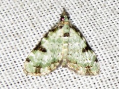 Piercia nimipunctata