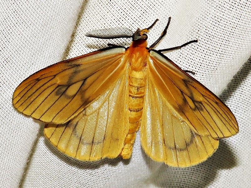 Ogoa simplex