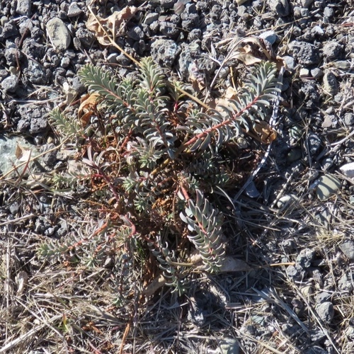 Euphorbia aucheri