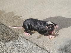 Heterogeomys cherriei