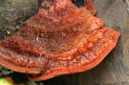 Northern Cinnabar Polypore