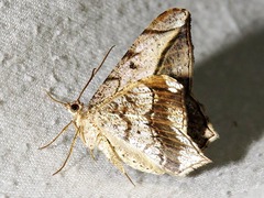 Chiasmia simplicilinea