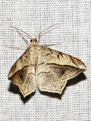 Chiasmia simplicilinea