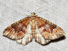 Mimoclystia explanata