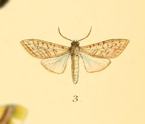 Lophocampa aenone