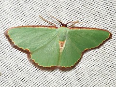 Heterorachis devocata devocata