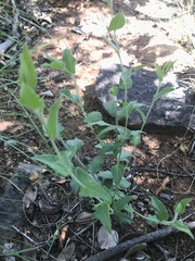 Ipomoea transvaalensis