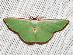 Heterorachis devocata devocata