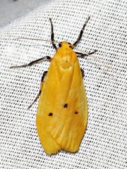 Lysceia flava