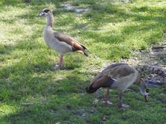 Alopochen aegyptiaca image