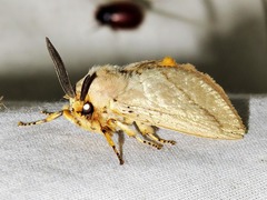 Chrysopoloma restricta