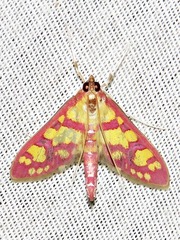 Stenochora lancinalis