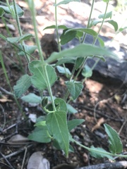 Ipomoea transvaalensis