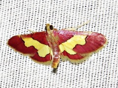 Bostra xanthorhodalis