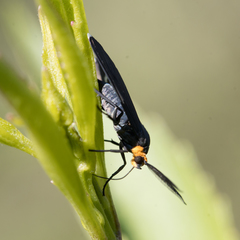Ctenucha rubriceps