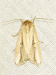 Mythimna tacuna