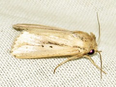 Mythimna tacuna