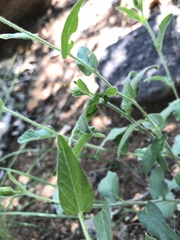 Ipomoea transvaalensis