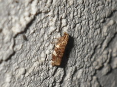 Tortricinae