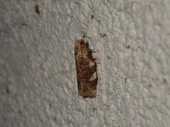 Tortricinae