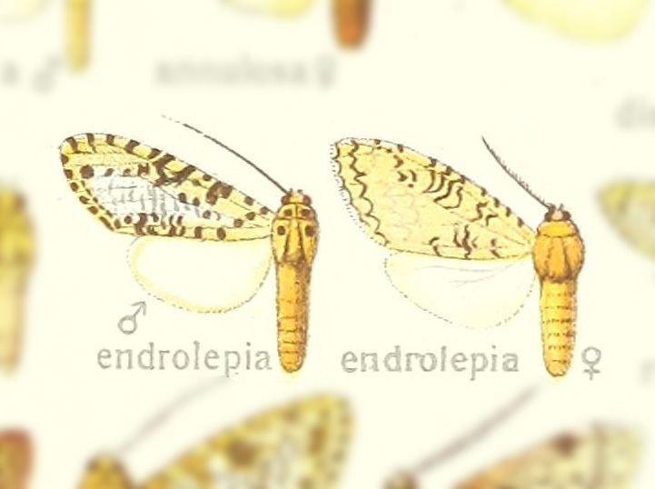 Lophocampa endrolepia