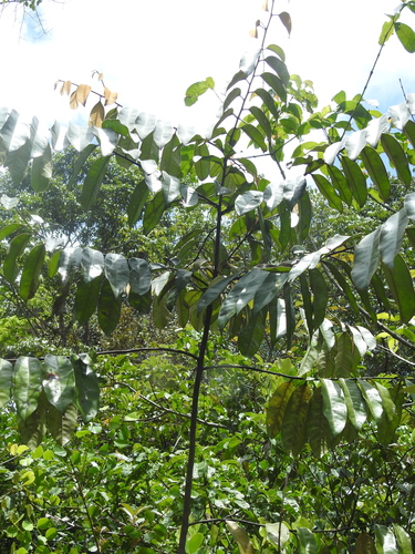 Diospyros guianensis · iNaturalist