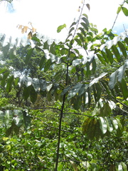 Diospyros guianensis