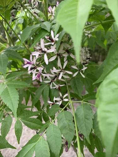 Meliaceae image