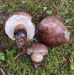 Tylopilus variobrunneus