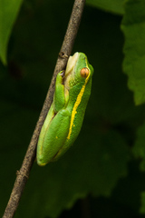 Hyperolius semidiscus