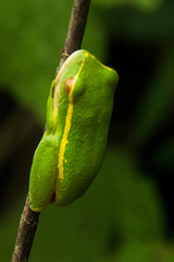 Hyperolius semidiscus