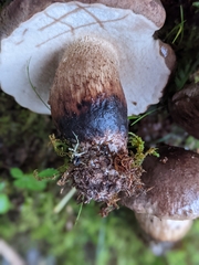Tylopilus variobrunneus