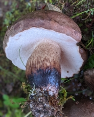 Tylopilus variobrunneus
