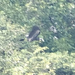 Anorrhinus galeritus