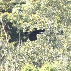 Anorrhinus galeritus