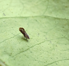 Diaphorina