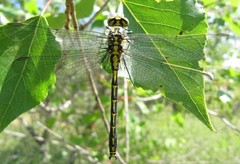 Gomphus graslinii