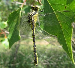 Gomphus graslinii