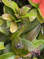 Leptofreya