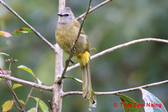 Pycnonotus flavescens