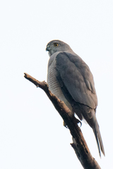 Accipiter badius