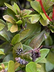 Leptofreya