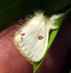 Euproctis haemodetes