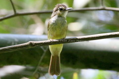 Tricholestes criniger