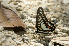Graphium evemon eventus