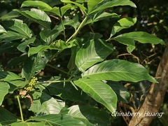 Melicope semecarpifolia