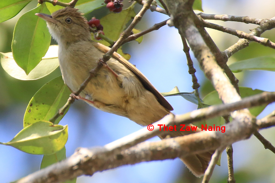 Olive Bulbul