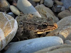 Pelophylax ridibundus