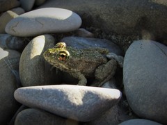 Pelophylax ridibundus