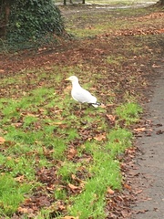 Larus argentatus